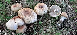 Kuningšampinjon Agaricus augustus