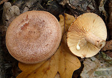 Lactarius quietus exuding cream-colored latex from gills upon being cut. Lactarius quietus 2010 G1 crop.jpg