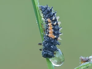 English: Ladybug larva (Coccinellidae) Deutsch...