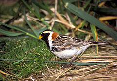 Lapland Longspur (Calcarius lapponicus).jpg