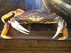 Dungeness crab