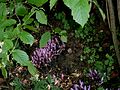 Lathraea clandestina in a hazel hedge