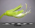 Fleur de gesse aphylle vue de profil : calice (avec, sur le dessus, une bosse qui correspond au nectaire), étamines et style.