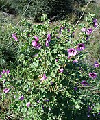 Lavatera arborea1.jpg