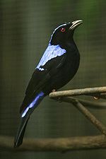 The Asian fairy bluebird (Irena puella turcosa) is one of two species of fairy bluebird (genus Irena, family Irenidae) that have been suggested to be the actual bird referred to by the ancient Tagalogs as the tigmamanukan. Lightmatter fairy bluebird.jpg