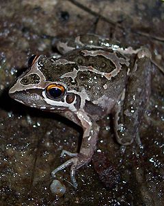 Description de l'image Litoria freycineti.JPG.