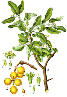 loranthus plant