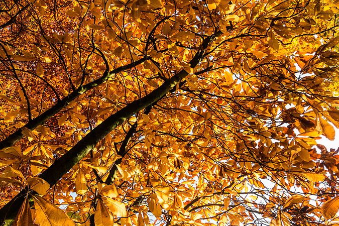秋季时分德国北莱茵-威斯特法伦明斯特，Park Sentmaring里栗树的枝干。
