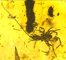 Fossil of the tailed stem-group spider Chimerarachne in Burmese amber M466395.jpg