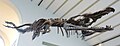 ベルギー王立自然史博物館に展示されているマキモサウルスの骨格