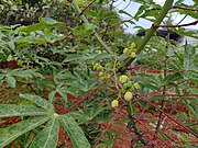 Flower buds