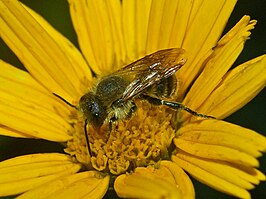 Osmia latreillei