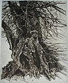 Chêne à Saby (Suède), encre de Chine, 76x56cm, 1976