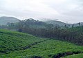 plantacje herbaty w okręgu Kottayam