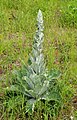 Pflanze 4 Flockige Königskerze, Verbascum pulverulentum