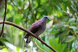 Madagaskaras ūbele (Nesoenas picturatus)