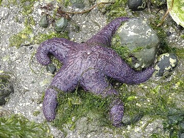 The ochre sea star was the first keystone predator to be studied. They limit mussels which can overwhelm intertidal communities.[291]