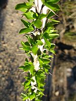 Fouquieria splendens semblable à Alluaudia procera