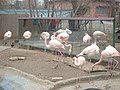 Flamingo (Phoenicopterus roseus)