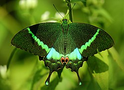 Papilio crino