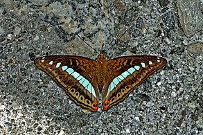 Dorsal View