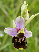 Ophrys bourdon.