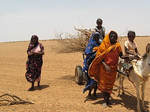 Eine Gruppe Frauen transportiert Brennholz