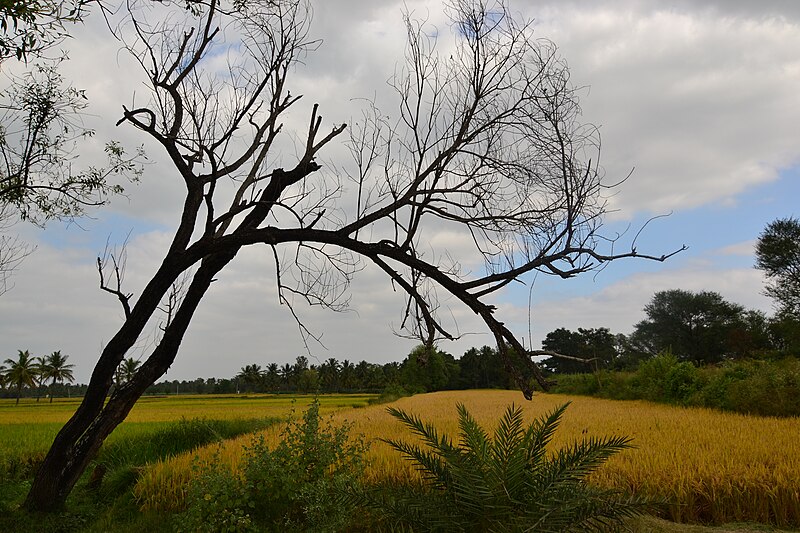 Maddur, India