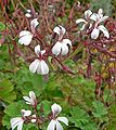 Pelargonium graveolens