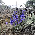 Penstemon speciosus