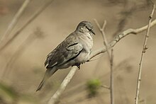 Picui Ground-Dove - Pantanal MG 8681.jpg