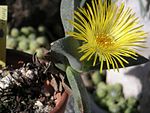 Pleiospilos nobilis