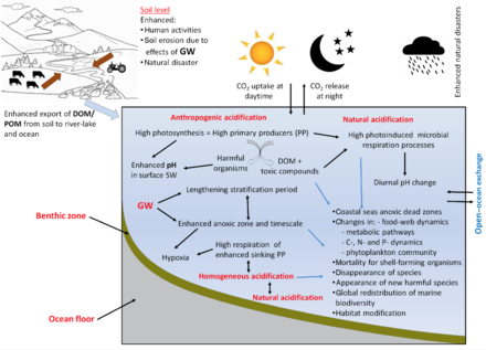 Potential impacts of ocean acidification. An overview of the potential upcoming ecological and biogeochemical consequences, linking different environmental drivers, processes, and cycles related to acidification in the future ocean. Potential impacts of ocean acidification.png
