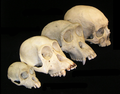 Миниатюра для Файл:Primate skull series no legend.png