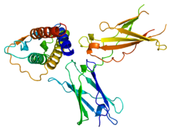 Белок IL4R PDB 1iar.png