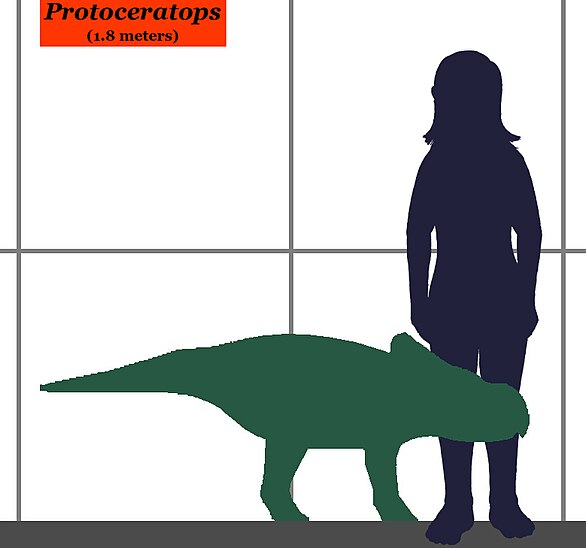 Ficheiro:Protoceratops-human size.JPG