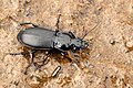 Pterostichus.niger.-.lindsey.jpg