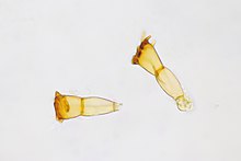 Tweecellige teliospore van Puccinia coronata