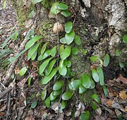 Pyrrosia eleagnifolia