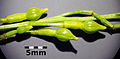 Rapistrum perenne sl2. jpg