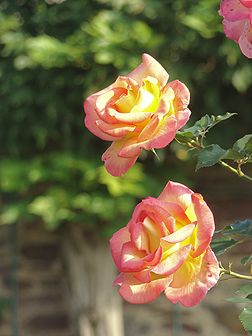 Cultivar de rosier 'Jean Piat' au parc du Thabor à Rennes (France). (définition réelle 1 944 × 2 592)