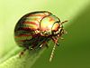 Rosemary Beetle - Flickr - treegrow (3).jpg