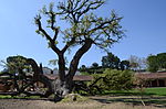 Roure de Can Codorniu (Sant Sadurní d'Anoia)