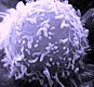 lymphocyte