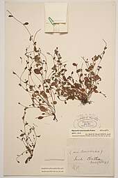 Herbarium specimen of M. tenericaulis