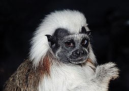 Tití cabeza blanca (Saguinus oedipus)