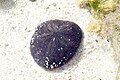 Sanddollar