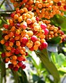 Schefflera arboricola Colorful berries (tanakawho).jpg
