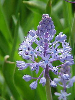 Fleurs de scille des prés (Scilla litardierei). (définition réelle 480 × 640*)