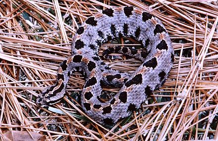 Dusky Pygmy Rattlesnake Diet